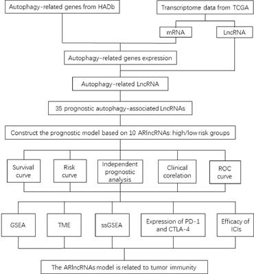 An autophagy-related long non-coding RNA prognostic model and related immune research for female breast cancer